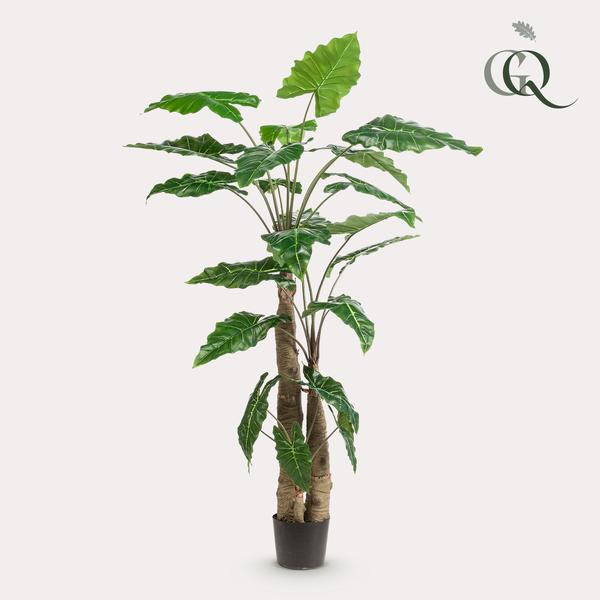 Alocasia - Olifantsoor - Kunstplant - ↨180cm