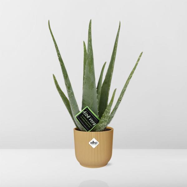 Aloe Vera - ↨45cm - Ø12cm - incl. pot Geel - Ø14cm