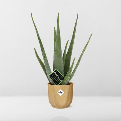 Aloe Vera - ↨45cm - Ø12cm - incl. pot Geel - Ø14cm