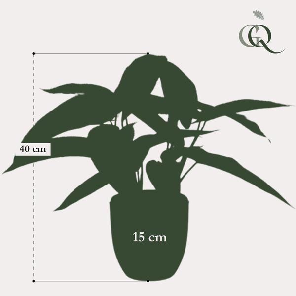 Calathea Dots - Schaduwplant - Kunstplant - ↨38cm
