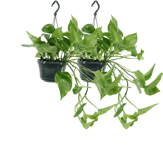Epipremnum Aureum - Scindapsus - 2 stuks - ↨25cm - Ø15cm