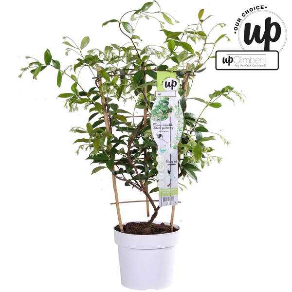 Trachelospermum 'Star of Venice' - Toscaanse Jasmijn Wit - ↨65cm - Ø15cm