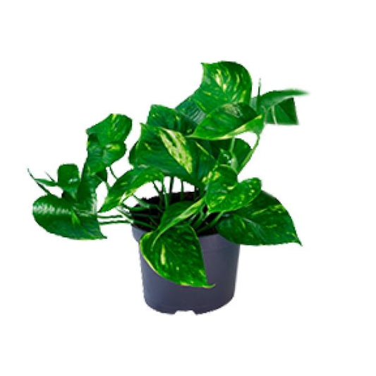 Epipremnum Aureum  - ↨20cm - Ø12cm