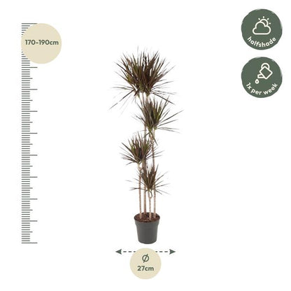 Dracaena Magenta - ↨180cm - Ø27cm