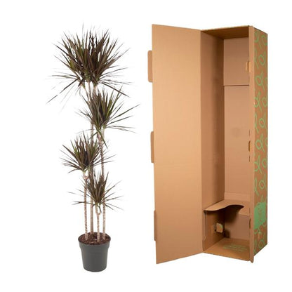Dracaena Magenta - ↨180cm - Ø27cm