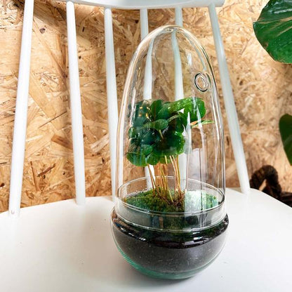 DIY terrarium - Egg Coffea Arabica - ↨25cm