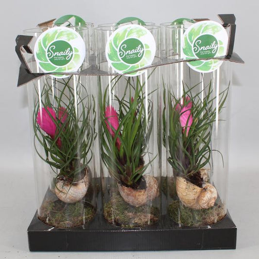 Tillandsia Cyanea - ↨38cm - Ø11cm