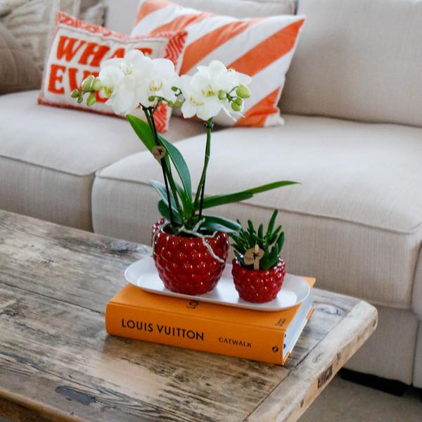 Plantenset Optimisme small - Groene planten met witte Phalaenopsis orchidee in Optimism sierpotten en witte dienblad