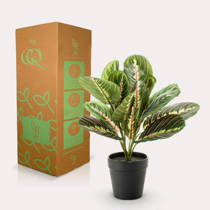 Marantha Fascinator - 10 gebodenplant - Kunstplant - ↨25cm