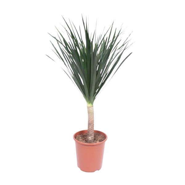 Dracaena Draco - ↨140cm - Ø27cm