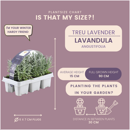 Lavendel angustifolia - 6 stuks - ↨15cm - Ø7m