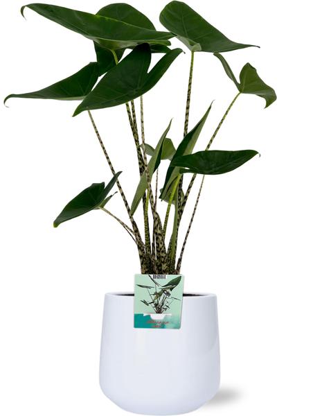 Alocasia Zebrina incl. pot Wit - ↨75cm - Ø19cm