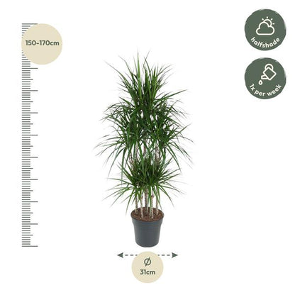 Dracaena Marginata Carrousel - ↨160cm - Ø31cm