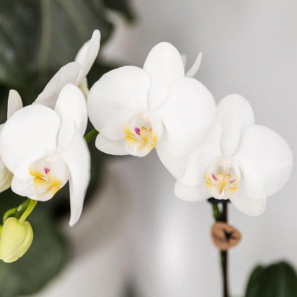 Planten set Fish Turquoise - Witte Phalaenopsis orchidee Amabilis Ø9cm en groene plant Succulent Crassula Hobbit Ø6cm