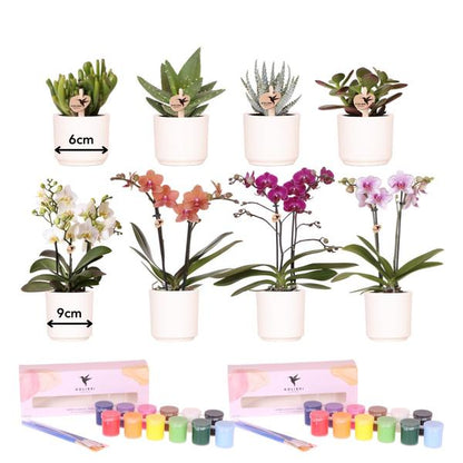 Bloempotten met orchideeën én succulenten (8 stuks) en Verfpakket - Voor 4 personen