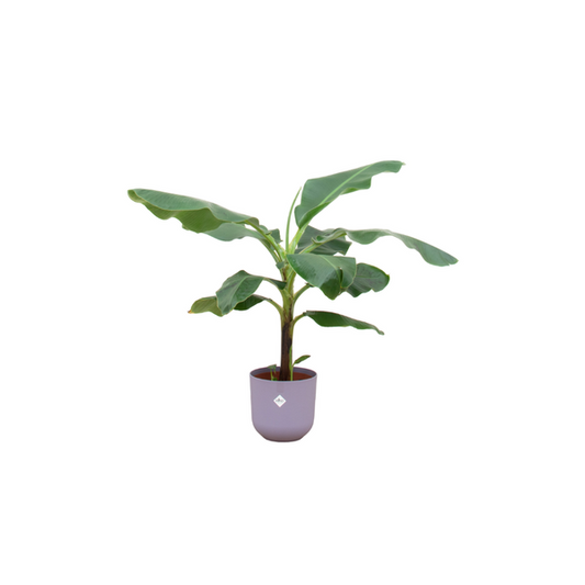 Bananenplant - Musa - incl. pot Lila- ↨100cm - Ø23cm