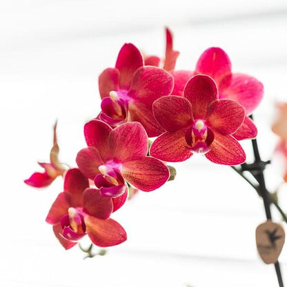 Rode Phalaenopsis orchidee - Congo + Diabolo travertine - potmaat Ø9cm