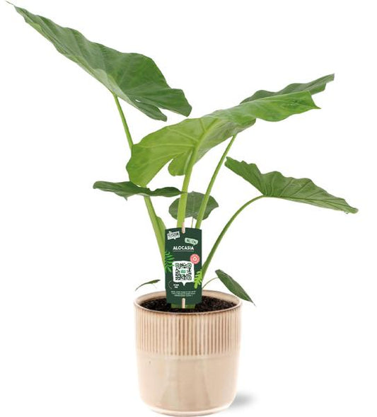 Alocasia Macrorrhiza incl. Terni pot Roze - ↨70cm - Ø19cm