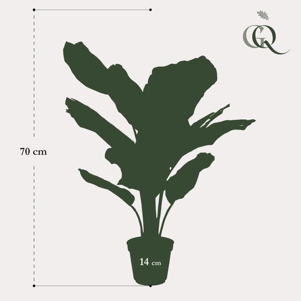 Calathea Orbifolia - Schaduwplant - Kunstplant - ↨60cm