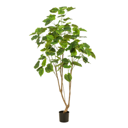 Ficus umbellate - Afrikaanse vijg - Kunstplant - ↨180cm