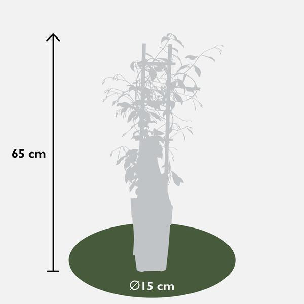 Trachelospermum 'Star of Venice' - 2 stuks - ↨65cm - Ø15cm