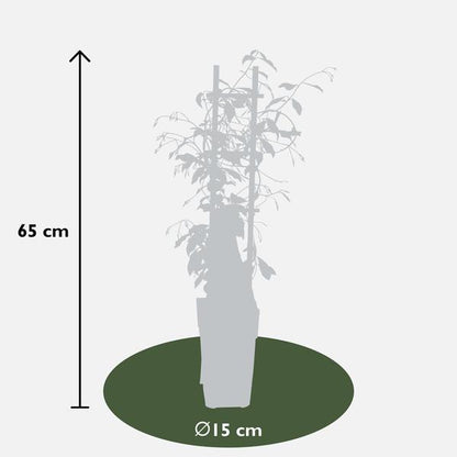 Trachelospermum 'Star of Venice' - 2 stuks - ↨65cm - Ø15cm