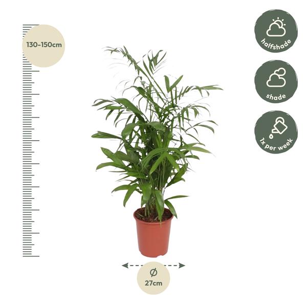 Chamaedorea Seifrizii - ↨140cm - Ø27cm