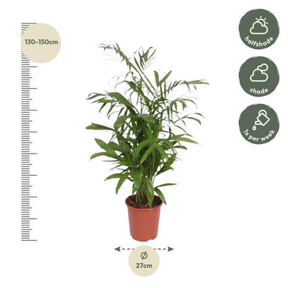 Chamaedorea Seifrizii - ↨140cm - Ø27cm