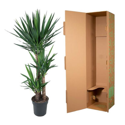 Yucca Elephantipe - ↨140cm - Ø27cm