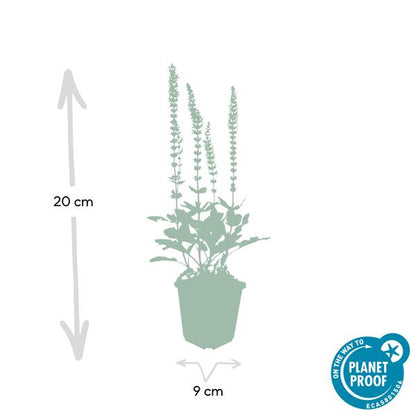 Salvia nem. 'Ostfriesland' - 6 stuks - ↨10 a 25cm - Ø9cm
