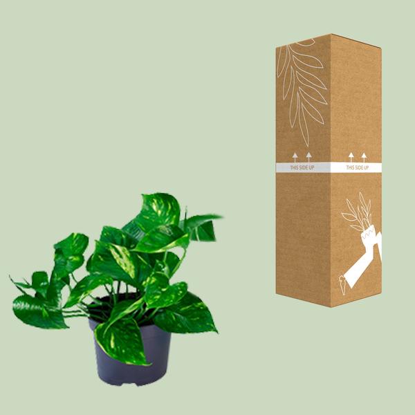 Epipremnum Aureum  - ↨20cm - Ø12cm