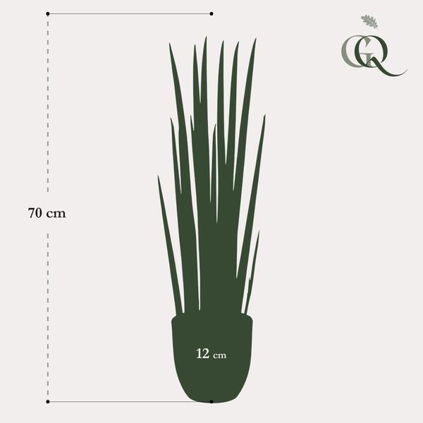 Sanseveria Cylindrica - Vrouwentong - Kunstplant - ↨70 cm