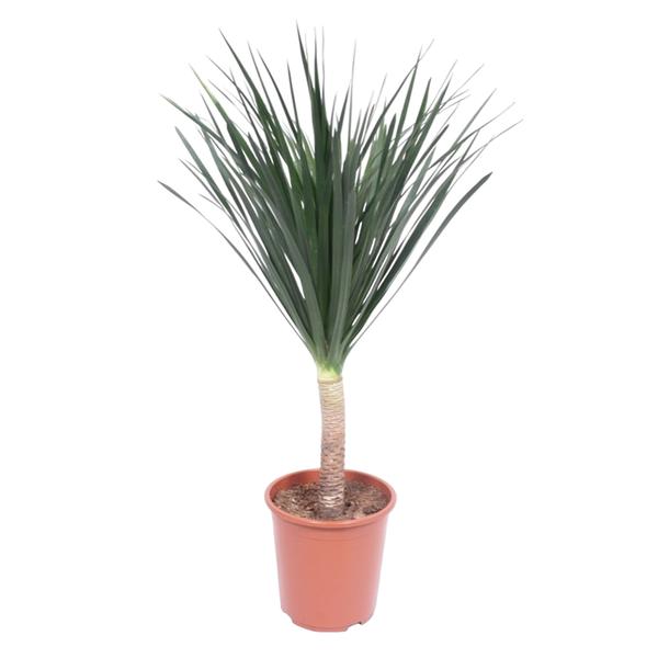 Dracaena Draco - ↨140cm - Ø27cm