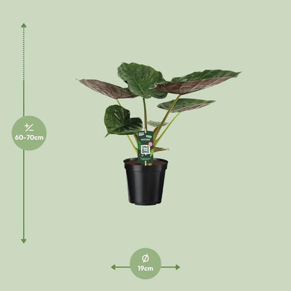 Alocasia Wentii - Olifantsoor - ↨70cm - Ø19cm