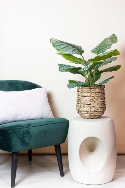 Calathea Orbifolia - Schaduwplant - Kunstplant - ↨60cm