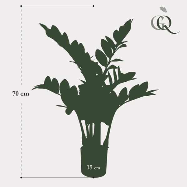 Zamioculcas - Kamerpalm - Kunstplant - ↨70cm