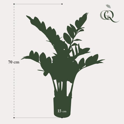 Zamioculcas - Kamerpalm - Kunstplant - ↨70cm