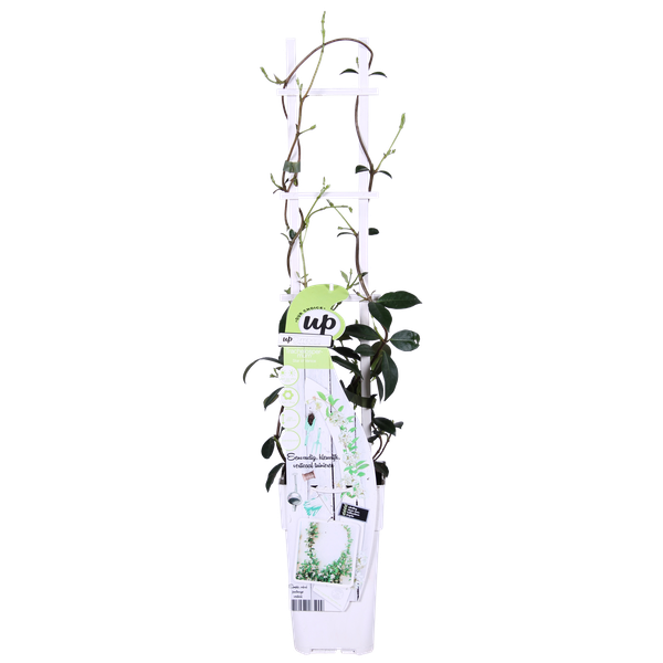 Trachelospermum 'Star of Venice' - Toscaanse Jasmijn Wit - ↨65cm - Ø15cm