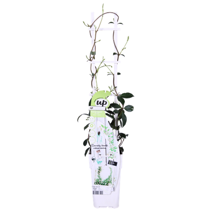 Trachelospermum 'Star of Venice' - Toscaanse Jasmijn Wit - ↨65cm - Ø15cm