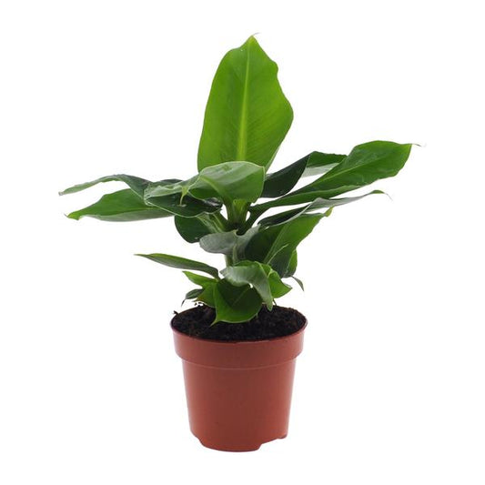 Musa Oriental Dwarf - ↨25cm - Ø12cm