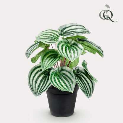 Peperomia Argyreia - Watermelon - Kunstplant - ↨25cm