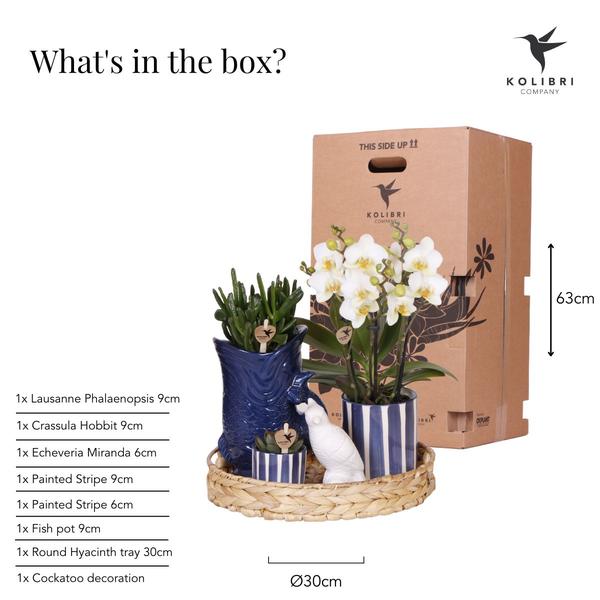 Plantenset Mediterranean Sunset - Witte Phalaenopsis Orchidee Lausanne en Succulenten incl. keramieken sierpotten