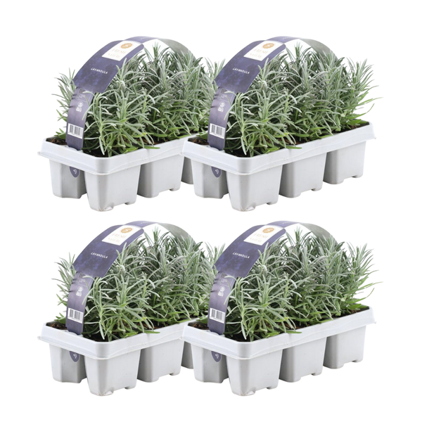 Lavendel angustifolia - 24 stuks (4x6) - ↨15cm - Ø7cm