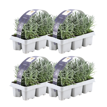 Lavendel angustifolia - 24 stuks (4x6) - ↨15cm - Ø7cm