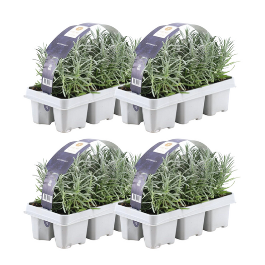 Lavendel angustifolia - 24 stuks (4x6) - ↨15cm - Ø7cm