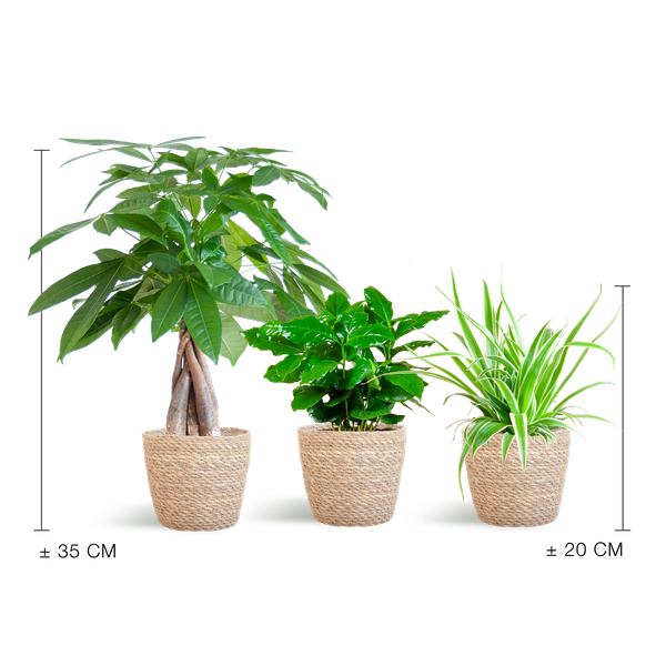 Diervriendelijke Plantenbox - incl. mand Sofia naturel - Ø12cm