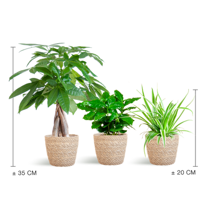 Diervriendelijke Plantenbox - incl. mand Sofia naturel - Ø12cm