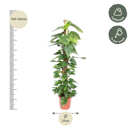 Epipremnum Aureum mosstok - ↨150cm - Ø27cm