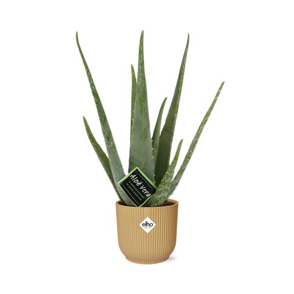 Aloe Vera - ↨45cm - Ø12cm - incl. pot Geel - Ø14cm