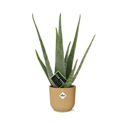 Aloe Vera - ↨45cm - Ø12cm - incl. pot Geel - Ø14cm